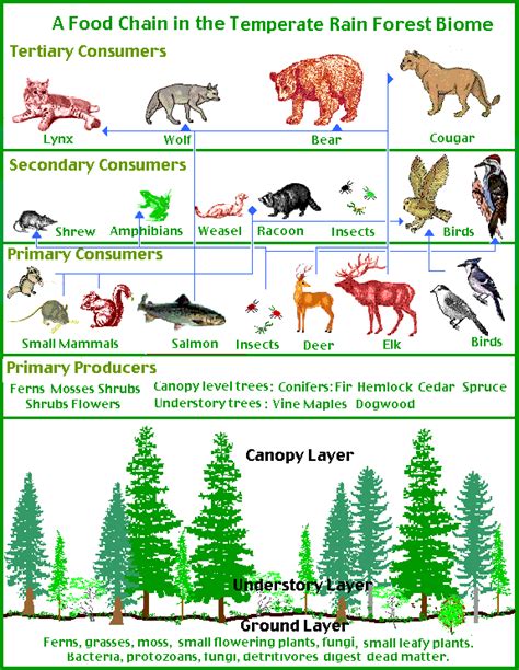 7 diagrams of rainforest animals food chain in Biological Science Picture Directory - Pulpbits ...