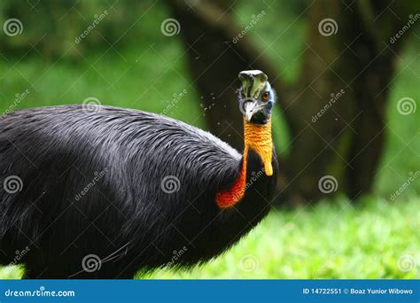 Northern Cassowary stock image. Image of kuala, papua - 14722551