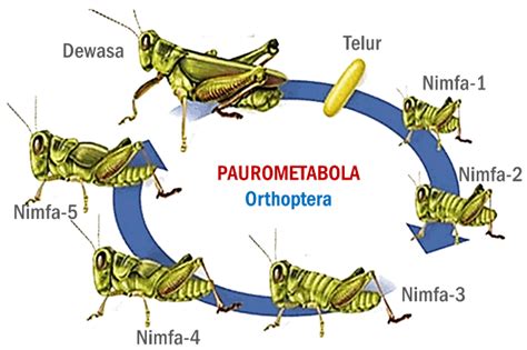 Metamorfosis Lalat – Ujian