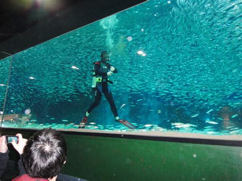 baby changster: COEX Aquarium