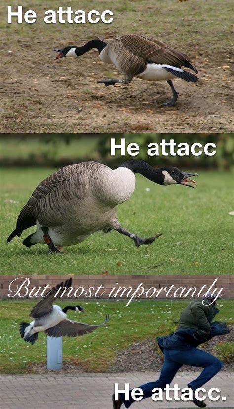 A goose murdered my entire family : r/memes