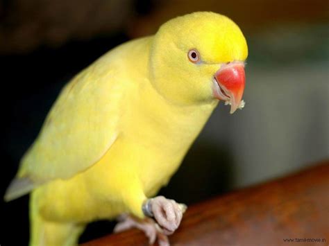 Yellow Parrot HD Wallpapers, Images, Pictures, Photos | WALLPAPERS LAP