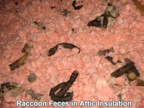 Photographs of Raccoon Droppings and Feces in an Attic Latrine