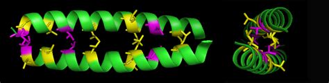 Leucine zipper - encyclopedia article - Citizendium