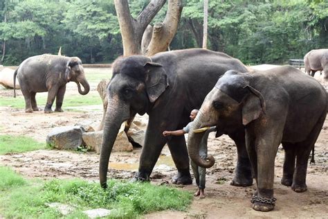 Sakrebyle Elephant Camp, Shimoga - Timings, Safari Cost, Best Time to Visit