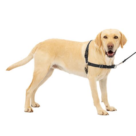 What Is The Best Harness For A Golden Retriever