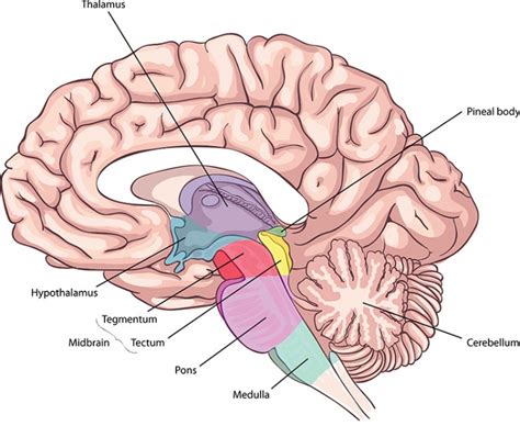 Nucleus subthalamicus - Aufbau, Funktion & Krankheiten | MedLexi.de