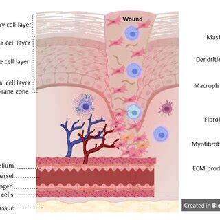 The proliferation stage of wound healing involves interactions between... | Download Scientific ...