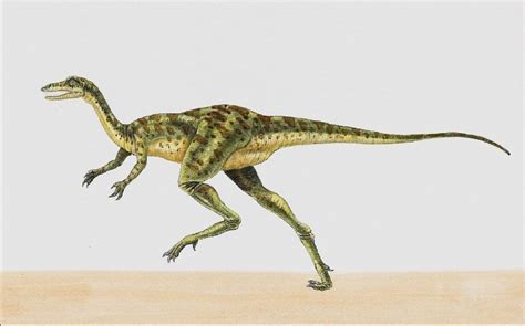 Coelurus Pictures & Facts - The Dinosaur Database