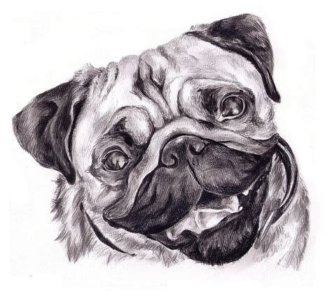 pencil drawings of pugs | Pug Drawing by Cassandra Gallant - Pug Fine Art Prints and Posters for ...