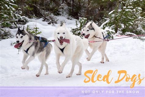 Sled Dog Racing - Animal Talent