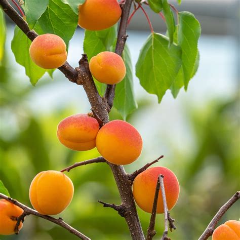 Apricot Tree - Palsteyn - From The Garden