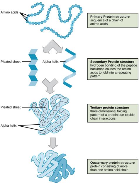 Proteins | Biology for Non-Majors I