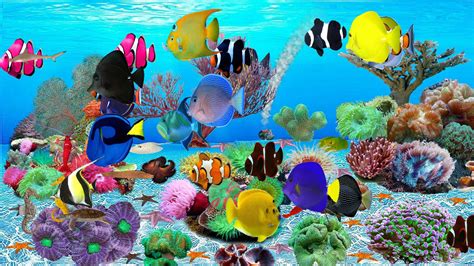 Aquarium Screen Saver Windows 11 at Pamela McDonald blog