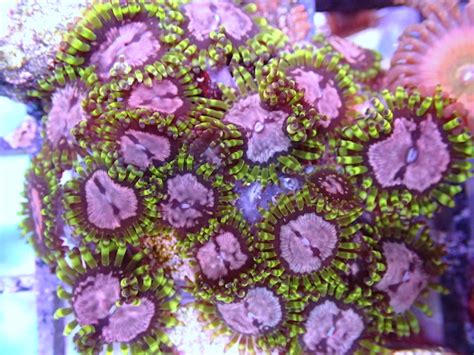 WWC Purple Monsters (3-4 heads) Corals | Frag Garage