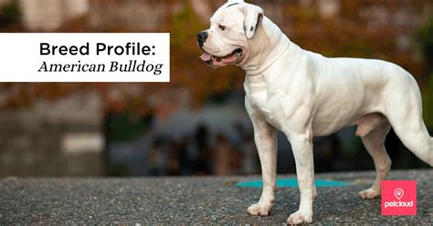 Breed Profile: The American Bulldog