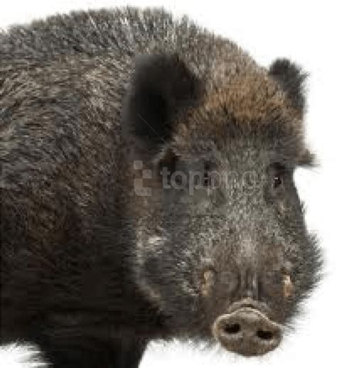 Peccaries PNG Images Transparent Free Download