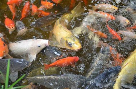 Fish Pond Setup Guide; Suitable Pond Fish Species | Agri Farming