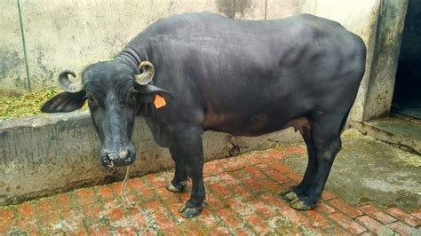 Mehsana Buffalo, Dairy Buffalo Supplier in Karnal, Haryana