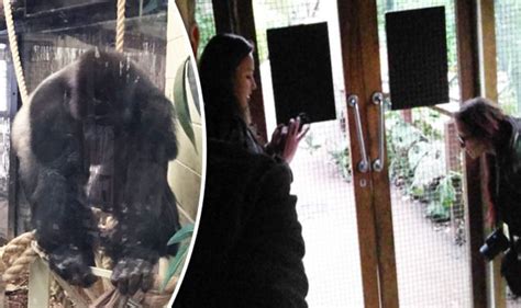 London Zoo Gorilla escaped after being taunted by visitors | UK | News ...