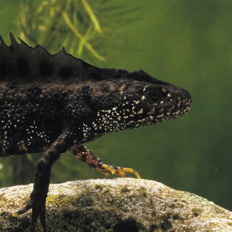 Great Crested Newt | National Geographic