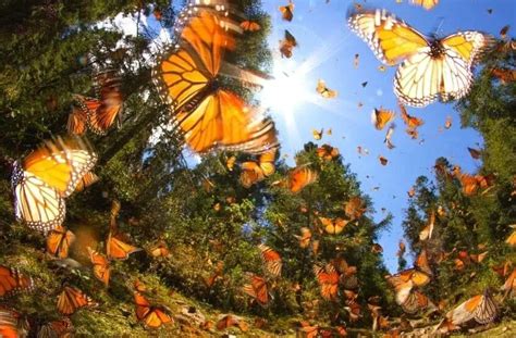 How To Experience The Monarch Butterfly Migration In Mexico