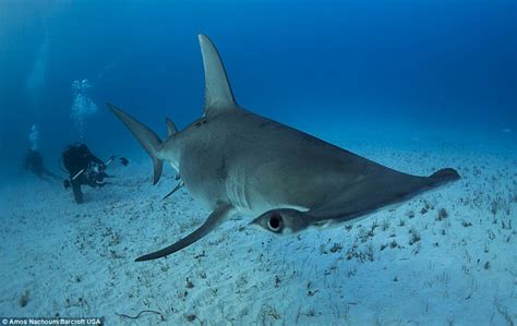 photographer Amos Nachoum captures close-ups of hammerhead sharks' teeth | Daily Mail Online