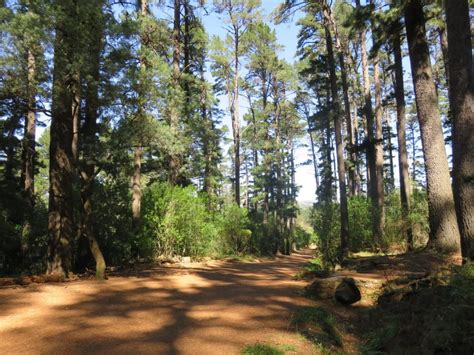 Hiking in Newlands Forest – No Speed Limit