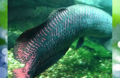 Arapaima - Description, Habitat, Image, Diet, and Interesting Facts