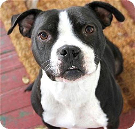 Boston Terrier Boxer Mix For Adoption - Photos All Recommendation