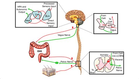 | Hypothesized pathways representing the primary amygdalaperipheral... | Download Scientific Diagram