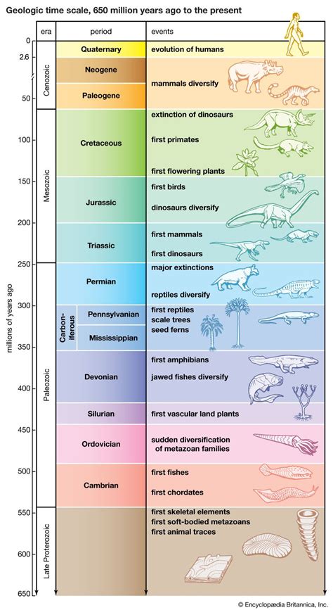 Evolution - Molecular Clock, DNA, Genetics | Britannica