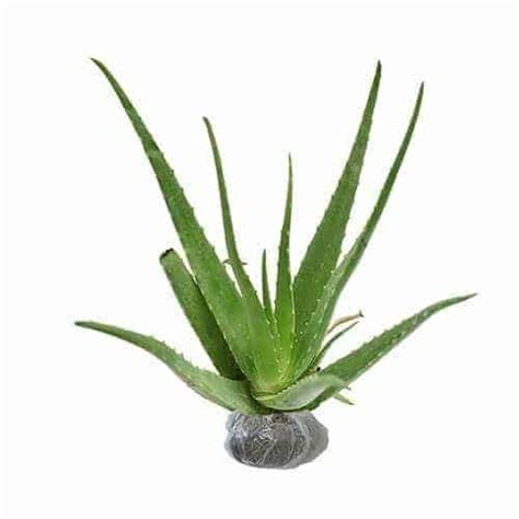 Jual Tanaman Lidah Buaya (Aloe Vera) | Bibit Online