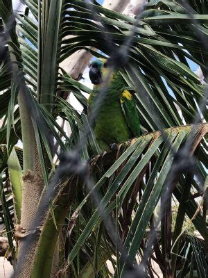 Necker Island Wildlife Tour with Gumption's Learning Adventures - The ...