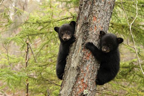 Scared black bear cubs and crying babies can sound similar enough alike to confuse both species ...