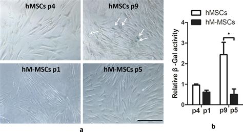 Rejuvenated ageing mesenchymal stem cells by stepwise preconditioning ameliorates surgery ...