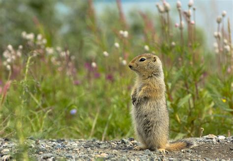 Baby arctic ground squirrel | Ground squirrel, Squirrel, Arctic