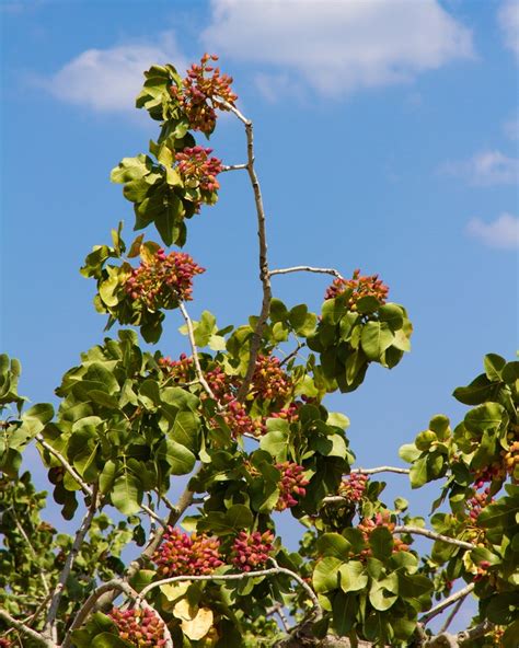 Pistacia vera - T-Y Nursery