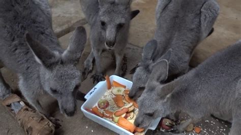 Kangaroos eating - YouTube