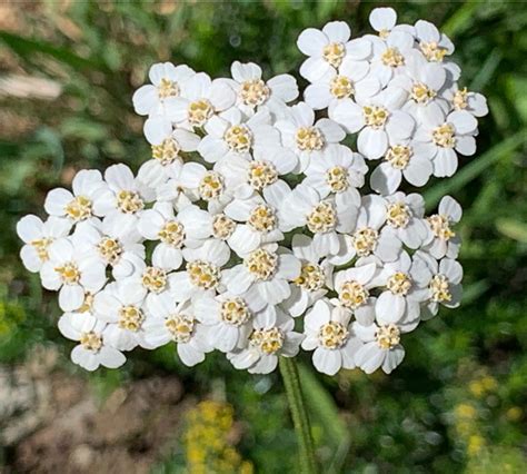 Achillea millefolium ‘Proa’BRIDAL WHITE YARROWSALE: Buy 1 get 2 packs ...