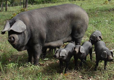 pictures of all kind of hogs and pigs | HERITAGE BREEDS | Pig breeds, Large black pig, Pastured pigs