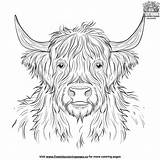 Majestic Highland Cow Coloring Pages For Creative Fun sketch template