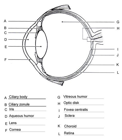 Pin on anatomy and physiology