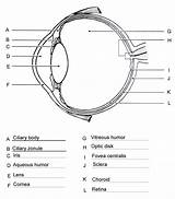 Eye Anatomy Worksheets sketch template
