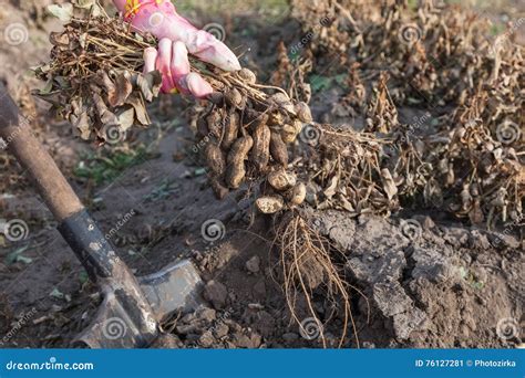 Harvesting Peanuts in Home Garden Stock Image - Image of groundnut ...