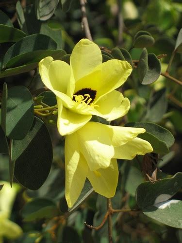 Yellow Flowers in the Red Fort | Bauhinia tomentosa. Red For… | Flickr