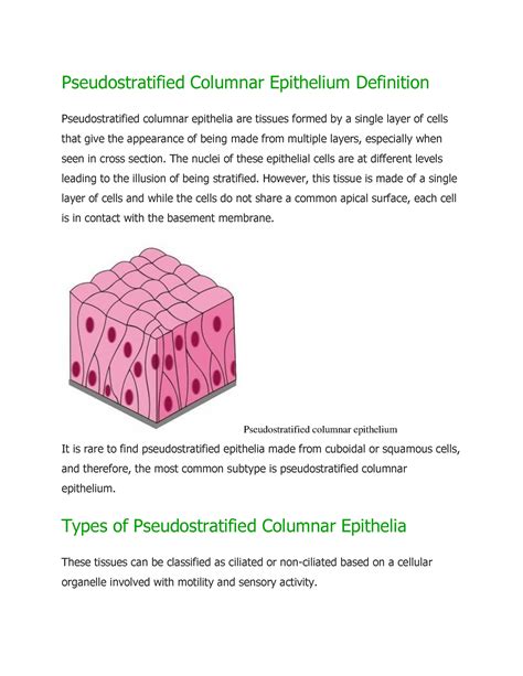 Pseudostratified Columnar Epithelium Definition - Pseudostratified Columnar Epithelium ...