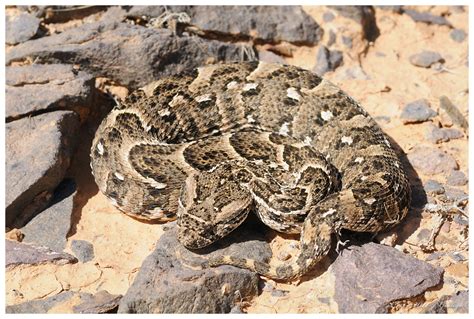 Puff Adder (Herpetofauna of Angola) · iNaturalist