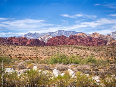 Plants of Mojave Desert Stock Photo | Adobe Stock