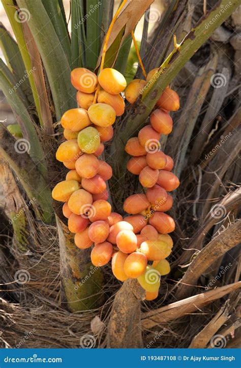 Red and Yellow Kimiri Dates Stock Photo - Image of green, arabian ...